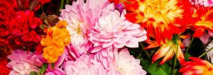 Check spelling or type a new query. Small Business Spotlight Kitty S Flowers City Of Salisbury Md