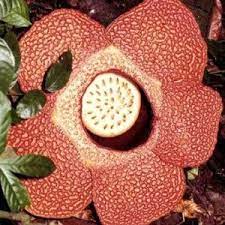 The World S Largest Bloom Is The Rafflesia Arnoldii This Rare Flower Is Found In The Rainforests Of Indonesia It Can Grow Rare Flowers Corpse Flower Flowers