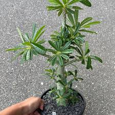 Image result for Dorstenia
