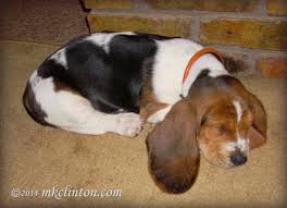 Image result for basset hound