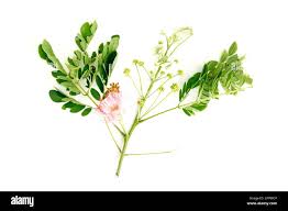 Image result for Samanea saman