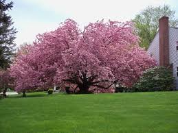 I enjoy the pink snowstorm that ends the display. Kwanzan Cherry Tre20411 27 95 Buy Cheap Vegetable Seeds Flower Seeds Sweet Pea Seed Potato Seeds And Rose Trees Online Seedsdiscount