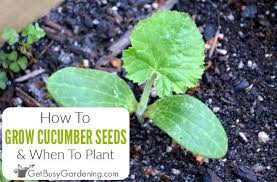 How long does it take seeds to sprout outside. How To Plant Cucumber Seeds A Step By Step Guide