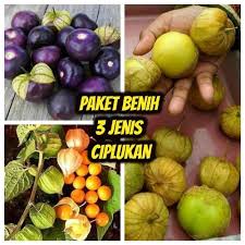 Tanaman buah biasanya berpostur tinggi dengan perakaran dalam. Jual Terlaris Paket Hemat Benih Biji Bibit Tanaman Langka 3 Jenis Jakarta Selatan Fauzan Sidik Tokopedia