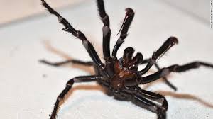 Based on collected data, the geographic range for agelenidae includes 22 countries and 46 states in the united states. Summer In Australia Fires Floods Deadly Spiders Cnn