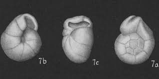 Image result for Scleria globonux