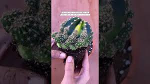 Arrangement size is in proportion to planter size. Planting Echinobivia Rainbow Burst Cactus Youtube