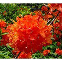 Mandarin Lights Orange Deciduous Azalea Live Plant Starter Plug Lg Shade Loving Shrubs Plants Under Trees Planting Shrubs