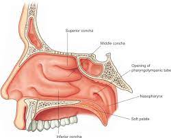 Inferior Nasal Concha An Overview Sciencedirect Topics