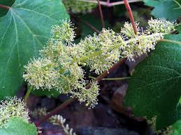 Image result for Vitis vinifera