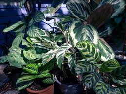 30 Jenis Tanaman Hias Calathea Beserta Kisaran Harganya Ada Yang Sampai 1 Juta Rupiah Portal Jember