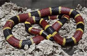 Texas Coral Snakes Are Brightly Colored Venomous Snakes Of The United States Their Traditional Coloration Is Black Y Poisonous Snakes Coral Snake Snake Venom