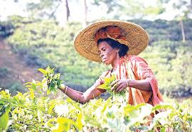 Tea resort & museum (bangladesh tea board) srimangal, moulvibazar. No End To Sufferings Of Tea Daughters In Moulvibazar Countryside Observerbd Com