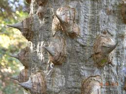 Image result for Erythrina livingstoniana
