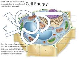 Hey guys so as you know i am covering cell organelles on my channel #educationpecia sn previously we have covered #lysosome n many more #cell organelle. Cell Energy Show How The Mitochondria Chloroplasts And Vacuole Work Ppt Download