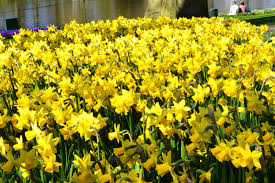 Mini Daffodil Tete A Tete Daffodils Fall Plants Narcissus