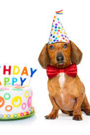 Couple Of Two Dachshund Or Sausage Dogs Hungry For A Happy Birthday Cake With Candles Wearing Red Tie And Party Hat Dachshund Dachshund Love Sausage Dog