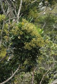 Image result for Neocussonia umbellifera