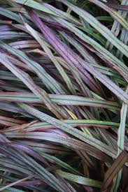 Maybe you would like to learn more about one of these? Learn About Pennisetum Princess Molly Pp 21831 Dwarf Fountain Grass Perennial Encyclopedia By Plant Delights Nursery