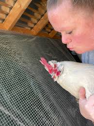 BYC (BackYardChickens)