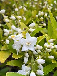 Image result for Deutzia