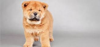 Check spelling or type a new query. 13 Dogs That Look Like Wolves Wolf Content Explained