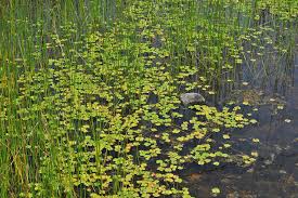 Image result for Marsileaceae