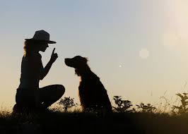 If your dog follows you around from room to room chances are they're a velcro dog. What To Know About Grabbing A Dog By The Scruff The How To Dog Blog