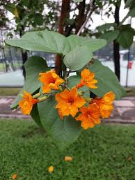 Image result for Cordia