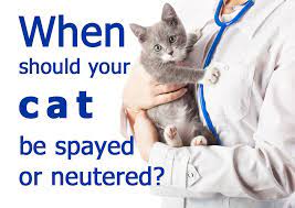 Thus, the best age for a kitten to get neutered or spayed is before it reaches the age of 6 months. When To Spay Or Neuter A Cat Thecatsite Articles