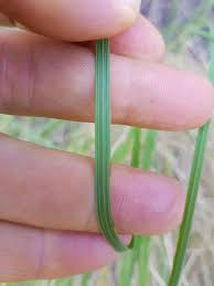 Image result for Setaria lindenbergiana