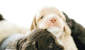 Fb english goldendoodle puppies available! Breeders Pennsylvania