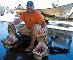 These reptiles are large, and have thick scales, long snouts, and many sharp teeth. Alligator Season Opens To Low Prices News Daily Comet Thibodaux La