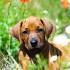 Rhodesian Ridgeback Puppies on the Way!