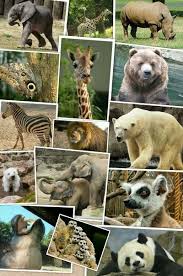 Binatang langka yang dilindungi di indonesia. Zoo Animals Hewan Apa Saja Yang Ada Di Kebun Binatang Toluna