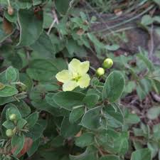 Image result for Sphedamnocarpus pruriens