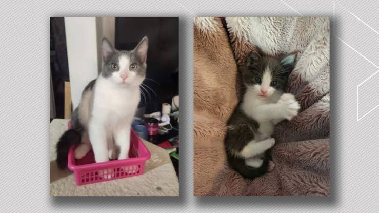 Cat tortured, found dead in microwave after northwest Edmonton break-in -  Edmonton | Globalnews.ca