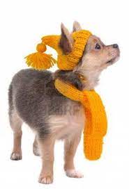3 Month Old Chihuahua Puppy With Yellow Hat And Scarf Dog Scarfs Dog Clothes Patterns Dog Clothes