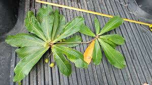 Image result for Helixanthera woodii