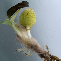 Image result for Thalassia hemprichii