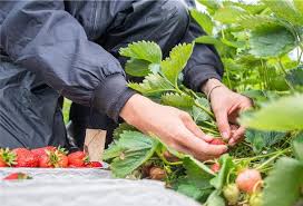 Erdbeeren ernten sie am besten, indem sie den stängel zwischen zeigefinger und daumennagel greifen und gleichzeitig leicht ziehen und drehen. Erdbeeren Selbstpflucken Ist Im Cuxland Eroffnet