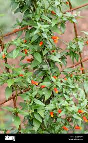 Image result for Manettia