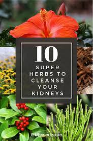 Pin On Kidney Health