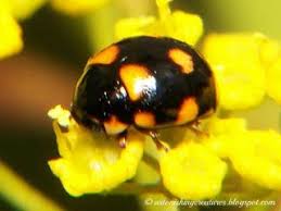 Are Black And Red Ladybugs Poisonous Different Kinds Of Lady Bugs Astonishing Creatures Beetle Lady Beetle Ladybug