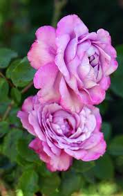 Starring lara stone and tyson ballou. Royal Amethyst Beautiful Rose Flowers Rose Flower Hybrid Tea Roses