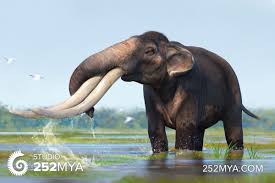 Image result for Steganotaenia hockii