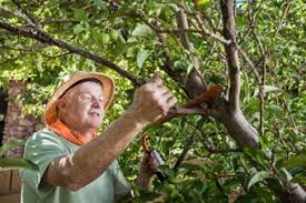If you're wondering when to prune your fruit trees, the answer to that question depends on your goals. Fruit Tree Pruning Instructions Lovetoknow