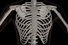 Im bereich der vorderen brustwand kommt es zu einer. Trichterbrust Pectus Excavatum Heilpraxis