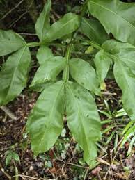 Image result for Melicoccus