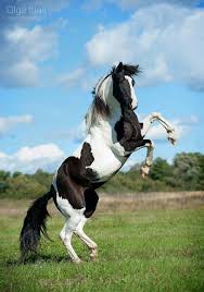 Beautiful Black And White Mustang Horse Rearing Black White Horse Cavalos Bonitos Cavalos Cavalos Lindos